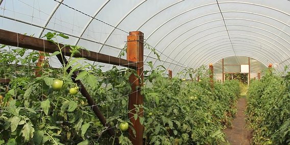 greenhouse with tomato plants